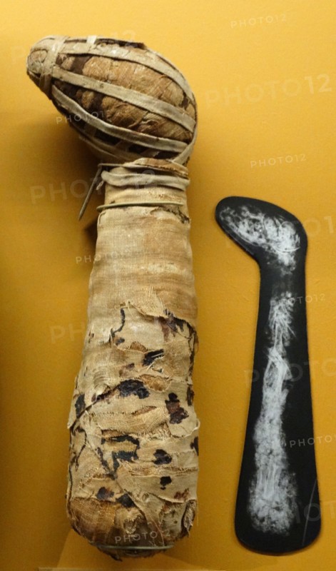 Mummified dog from Egypt