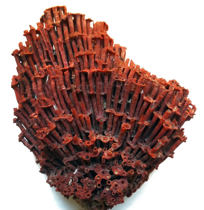Tubipora Musica, Indonesia