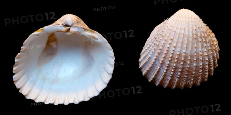 Acanthocardia tuberculata, Torquay
