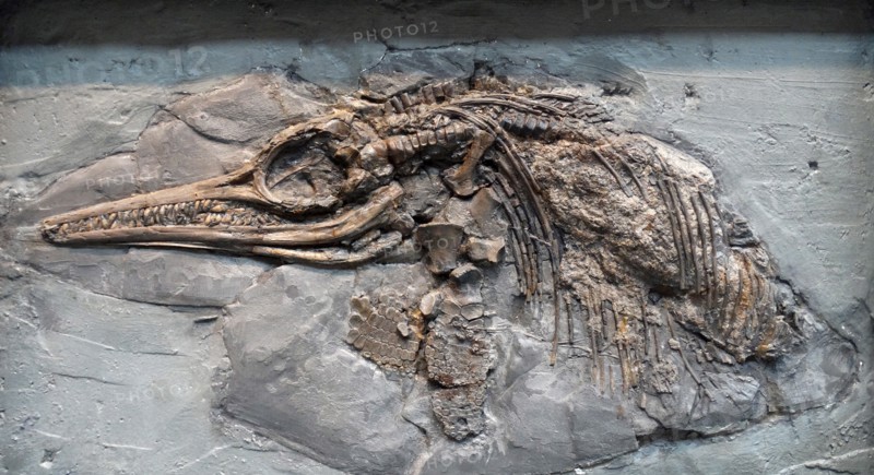 Ichthyosaurus (Conybeare) found in Lower Lias, Lower Jurassic, Lyme Regia, Dorset