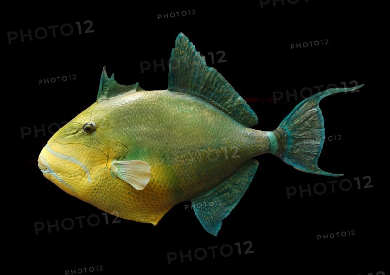 Balistes vetula (Queen Triggerfish)