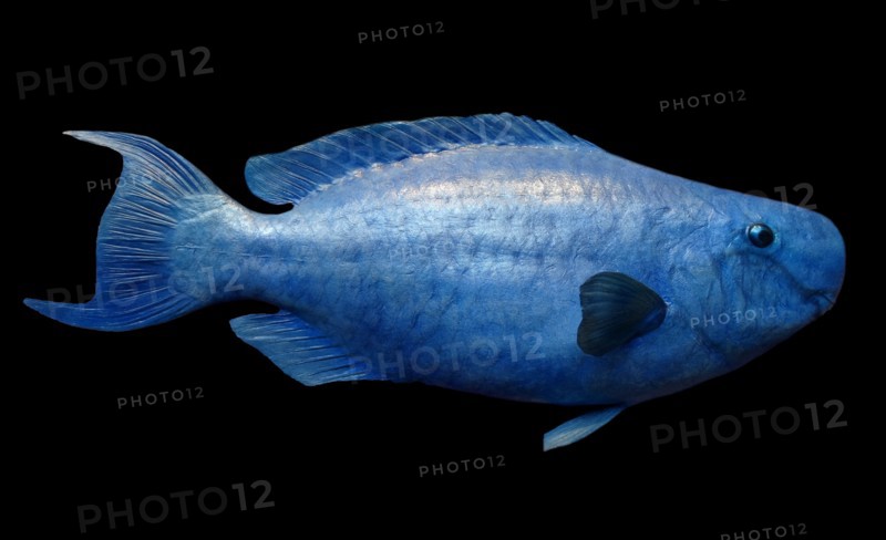 Scarus Coeruleus (Blue Parrotfish)