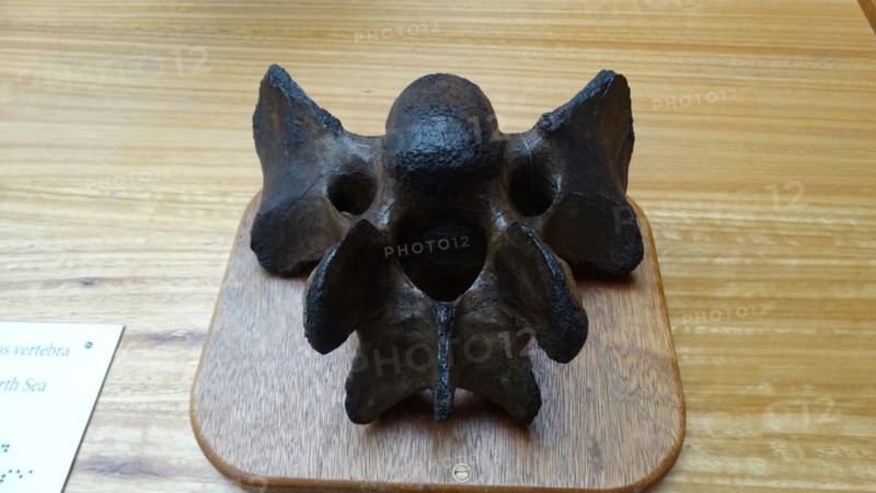 Rhinoceros vertebra, from the North Sea