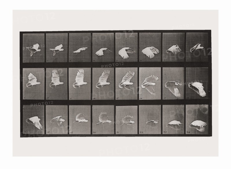 Eadweard Muybridge 'Cockatoo flying' 1887