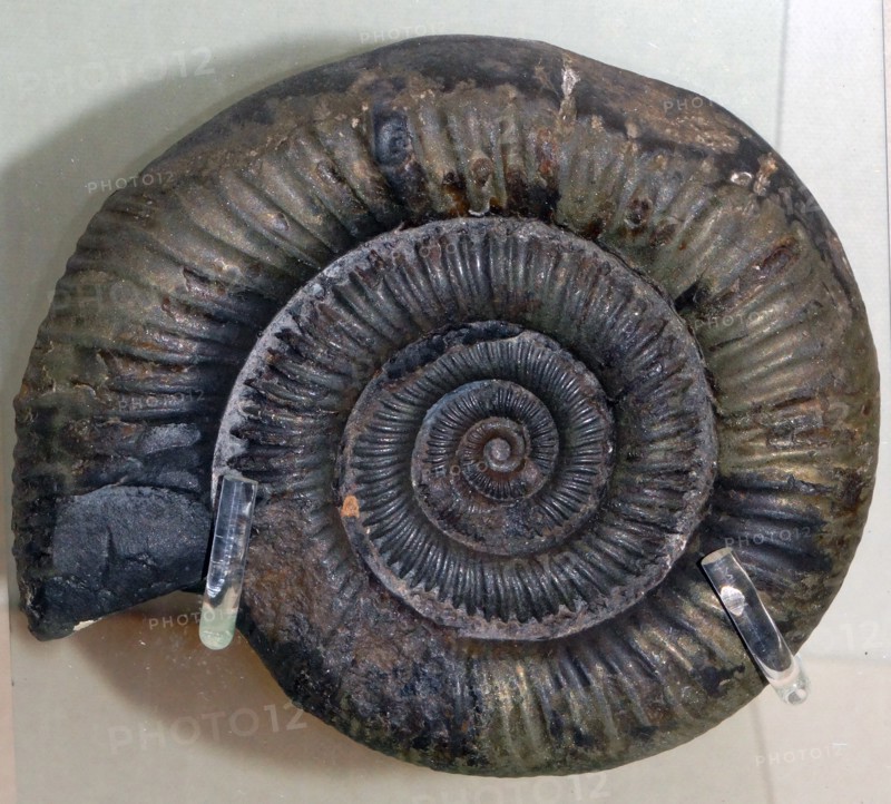 Ammonite fossil of an extinct marine animal