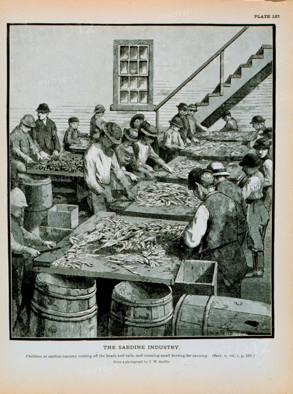 Children at sardine cannery cutting off the heads and tails of herring