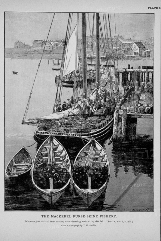 Mackerel schooner just arrived from cruise