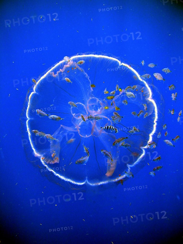 A flotilla of fish follow a transparent drifting jellyfish