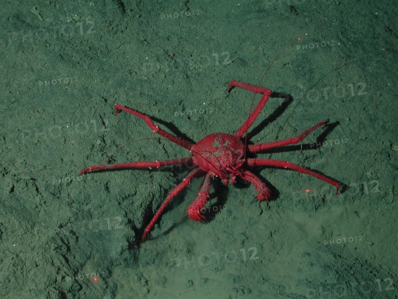 Crab on seafloor