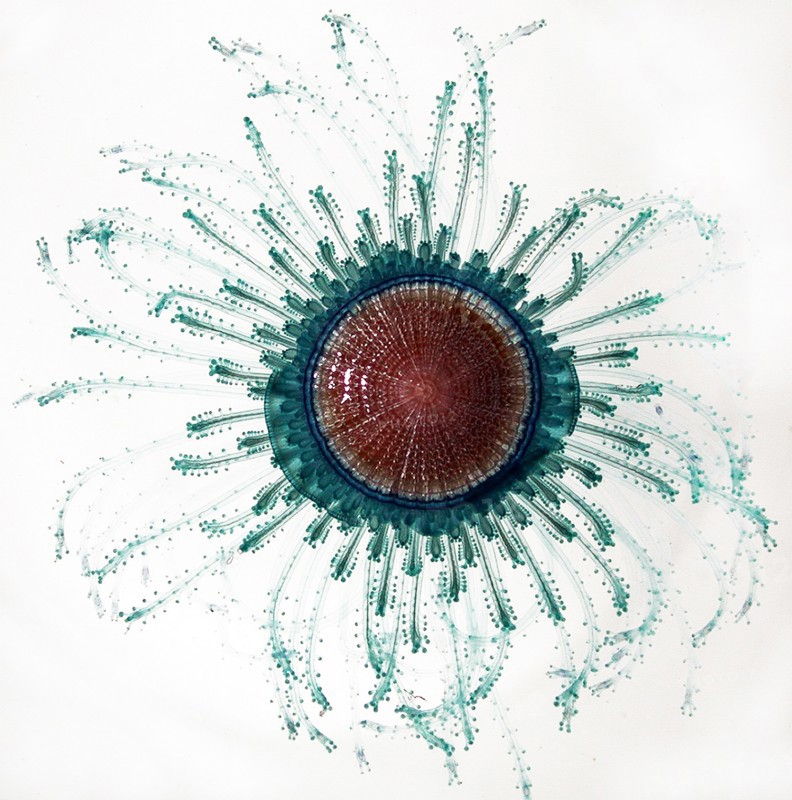 Porpita porpita