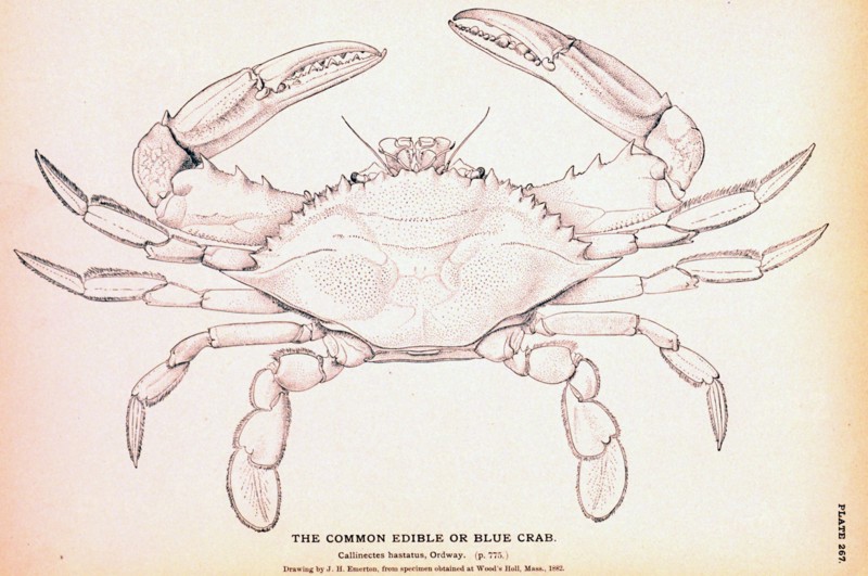 The Common Edible or Blue Crab