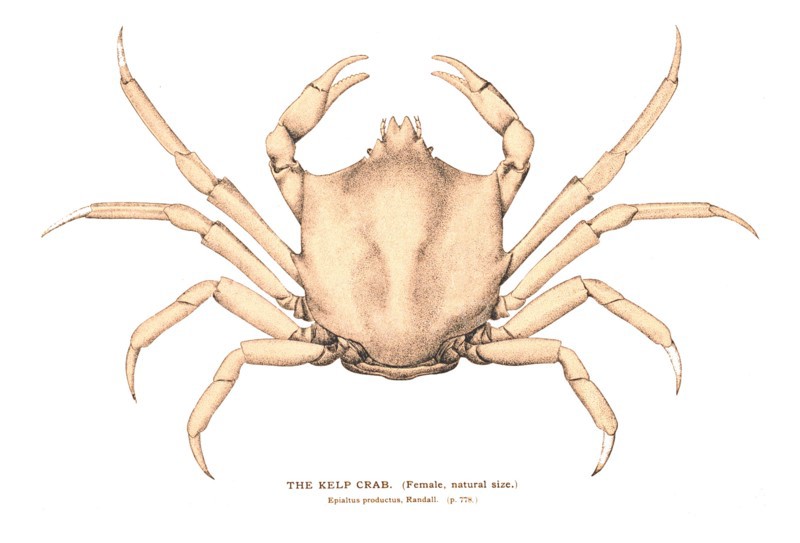 The Kelp Crab