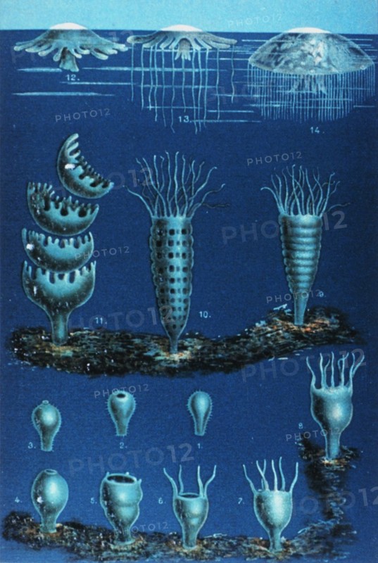 Die Entwickelung der Meduse