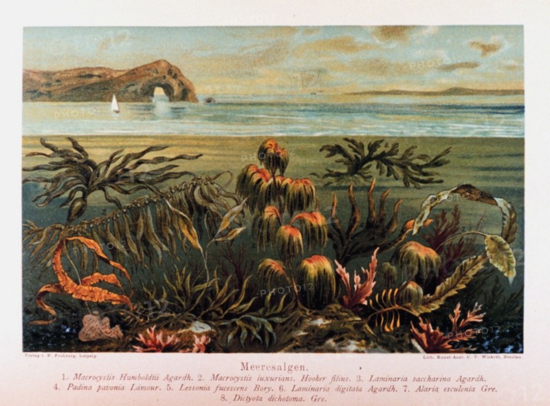 Meeresalgen in: Das Meer by M. J. Schleiden
