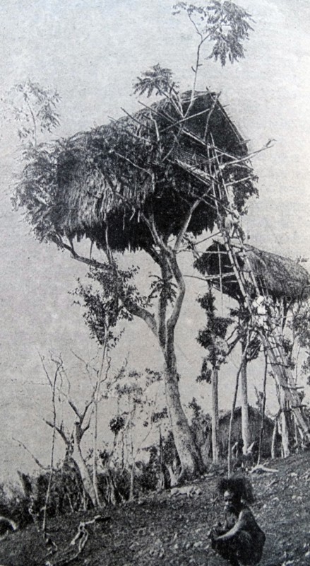 Tree dwellers in the 20th Century