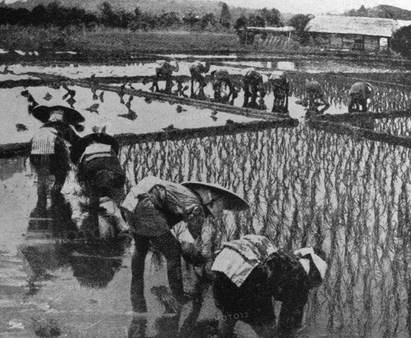 Japanese workers gather rice in a paddy Field