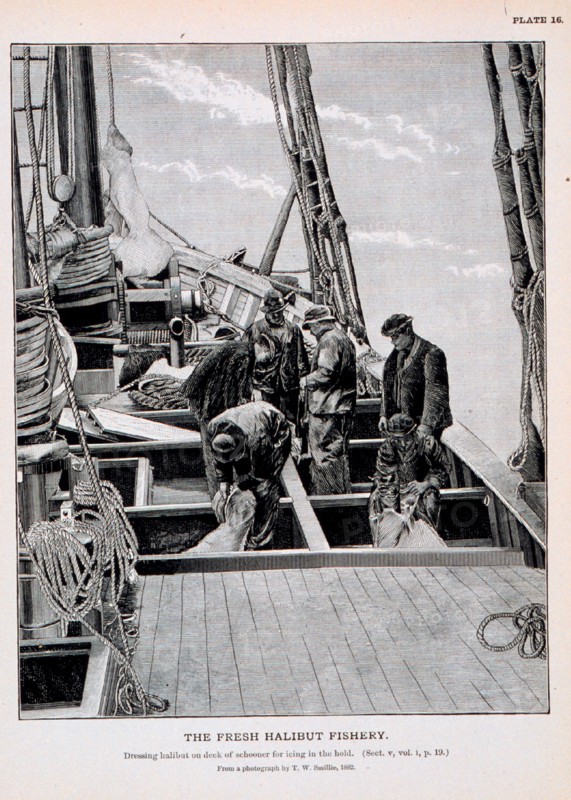 Dressing halibut on deck of schooner for icing in the hold