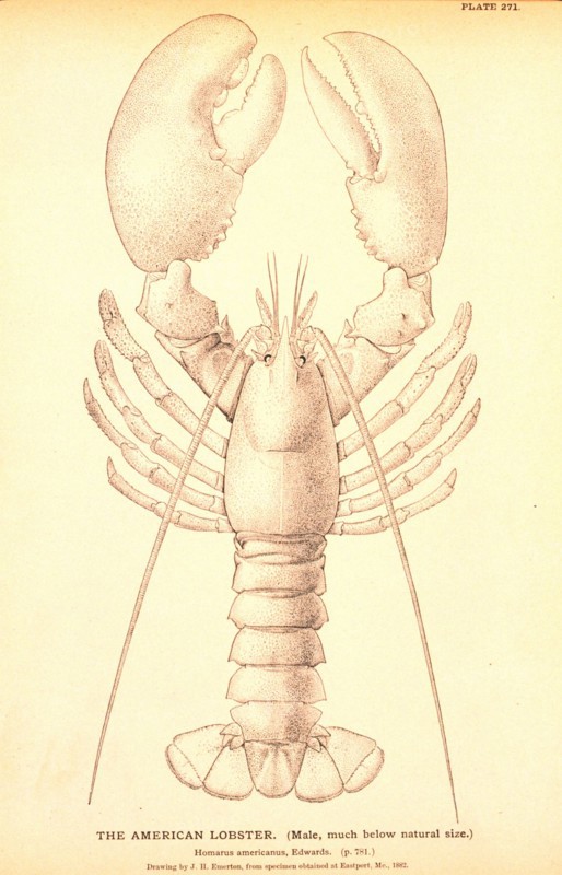 American Lobster