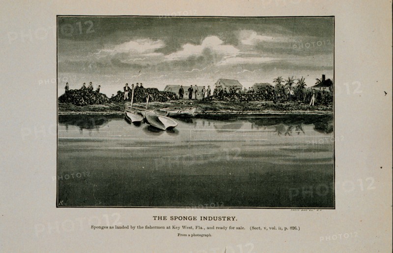 Sponges as landed by the fishermen at Key West