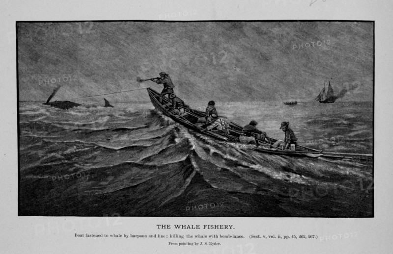 Boat fastened to whale by harpoon and line