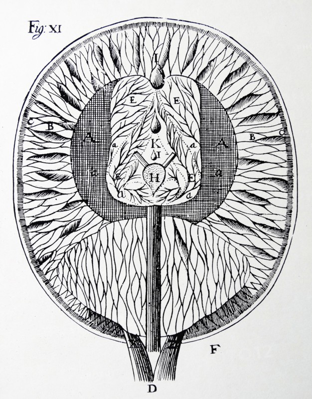 Descartes's drawing of the human brain. From Rene Descartes Opera Philosophica