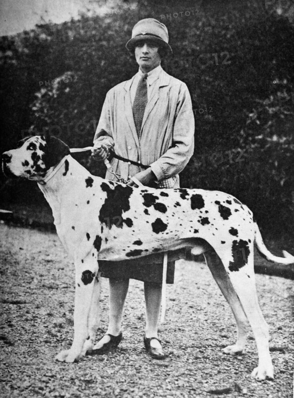 Large dalmation dog with its owner.