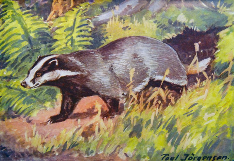 Painting of a Badger by Poul Jörgensen