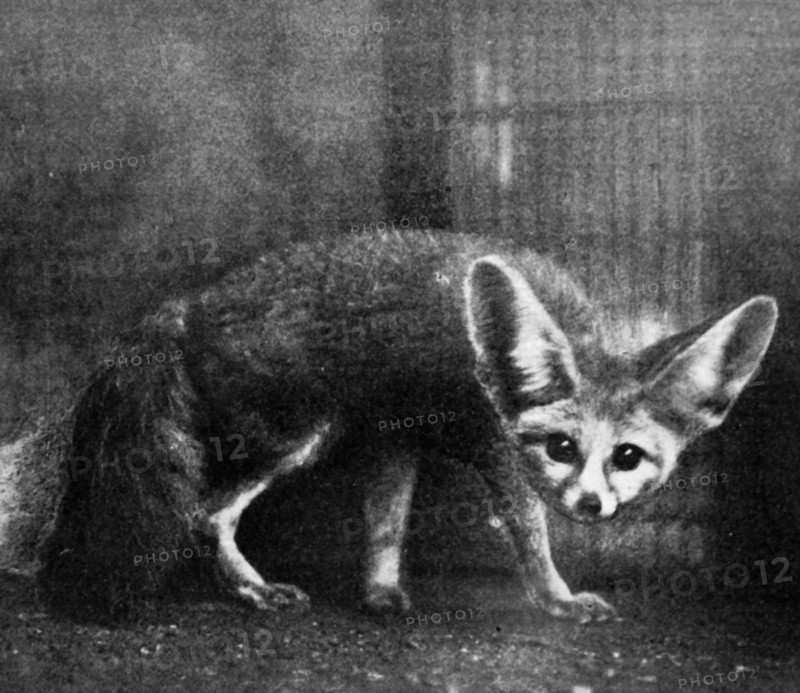 A Bat-eared Fox at London Zoo