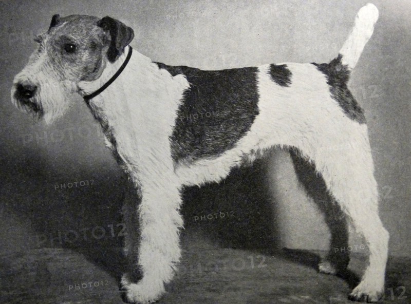 Wire Hair Fox Terrier