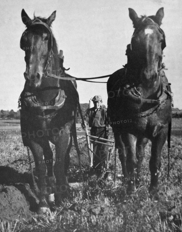 A young man using a plough pulled by horses