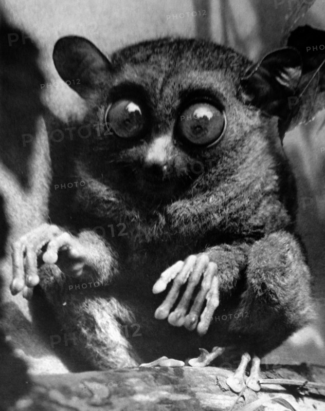 a Tarsier