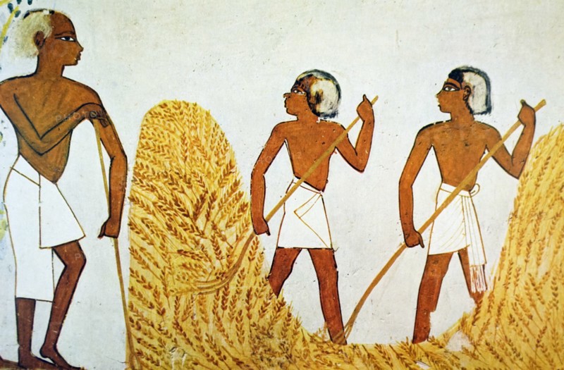 Egyptian tomb wall an agricultural scene