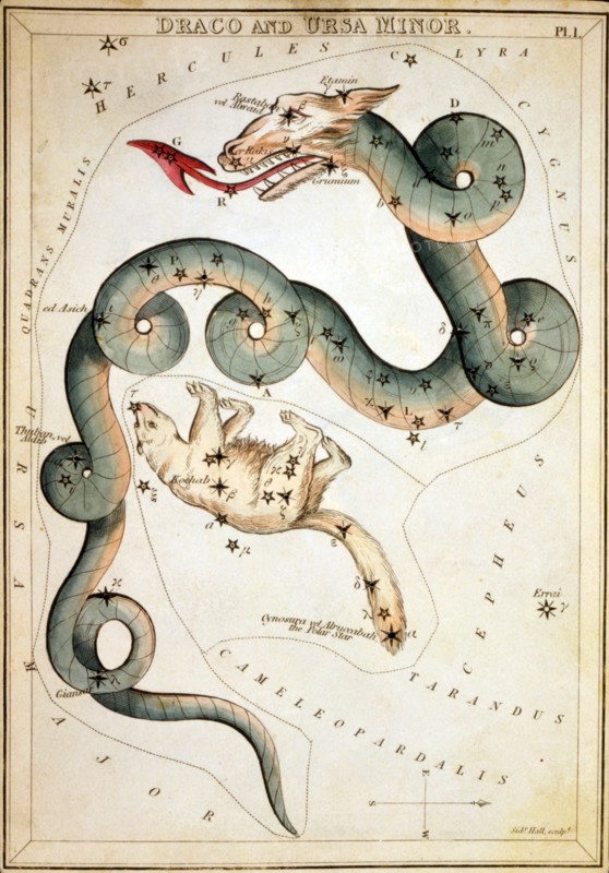 Draco and Ursa Minor by Sidney Hall, Sidney, etcher Published 1825.