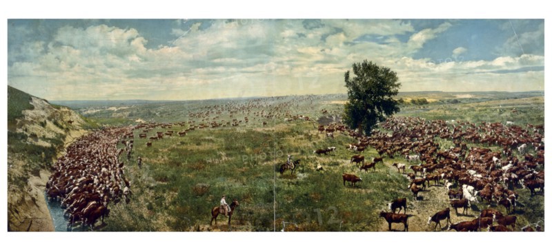 Rounding up a herd on a Texas Ranch 1912.