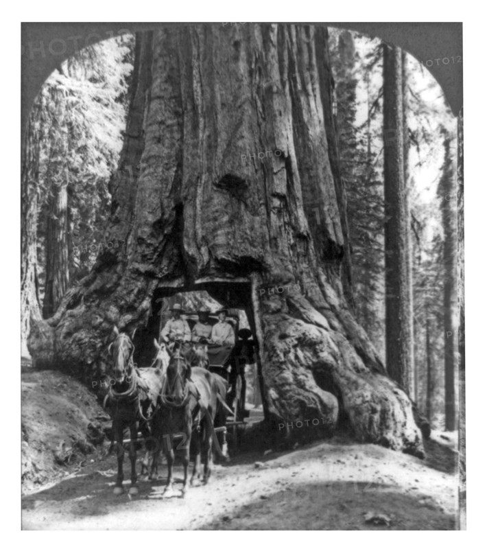 The famous Wawona tunnel tree and stage coach, Upper Mariposa Grove, California 1905.
