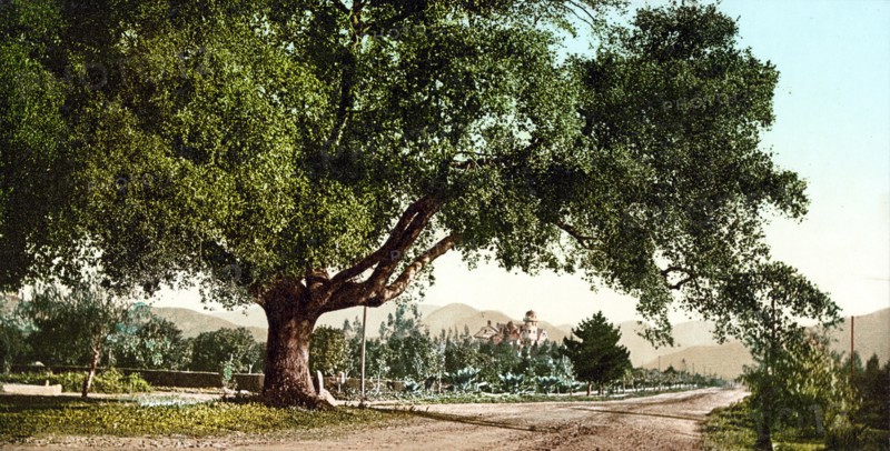 California by the Detroit Photographic Co. Orange Grove Avenue, Pasadena