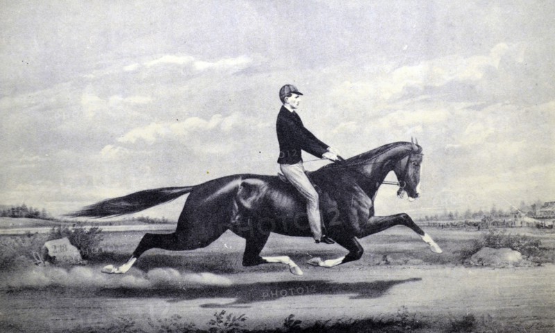Currier & Ives Illustration. Celebrated horse Dexter 'The king of the Turf'