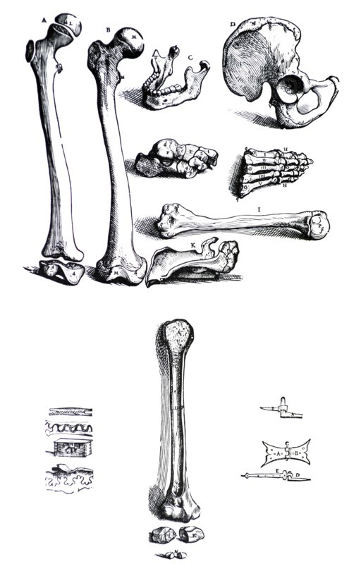 Plates from the First Book of the De Humani Corporis Fabrica by Vesalius