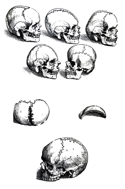 Plates from the First Book of the De Humani Corporis Fabrica by Vesalius