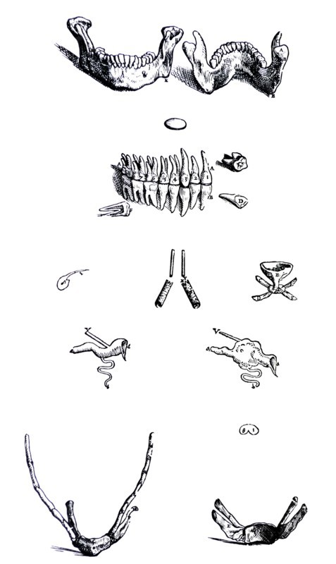 Plates from the First Book of the De Humani Corporis Fabrica by Vesalius