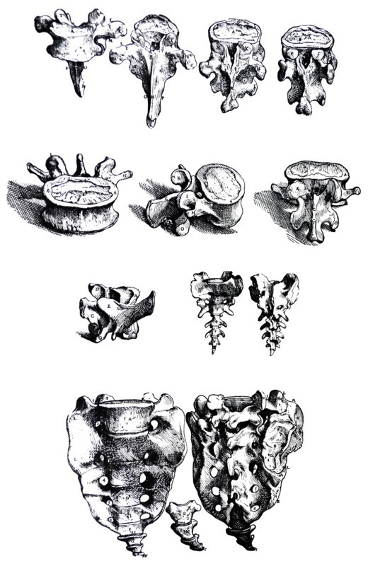 Plates from the First Book of the De Humani Corporis Fabrica by Vesalius