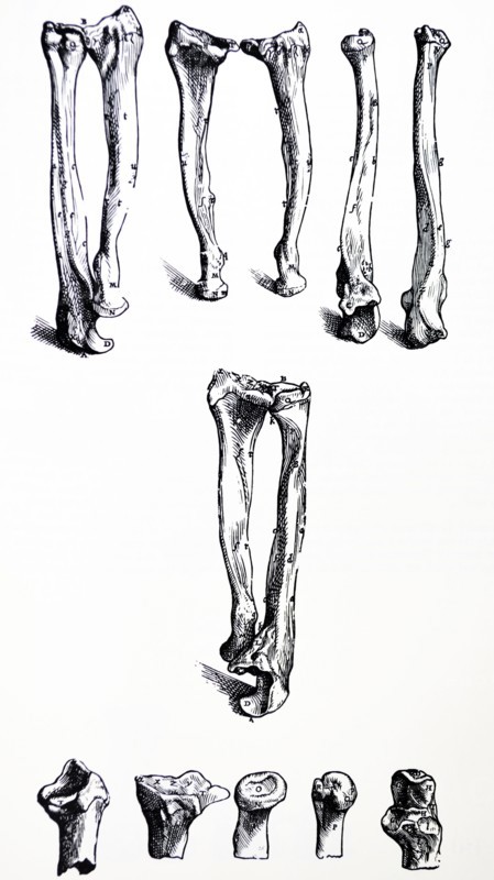 Plates from the First Book of the De Humani Corporis Fabrica by Vesalius