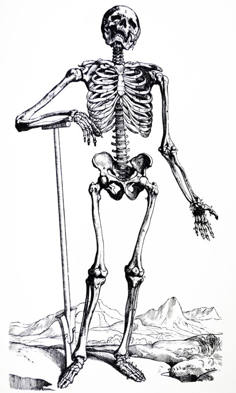 Plates from the First Book of the De Humani Corporis Fabrica by Vesalius
