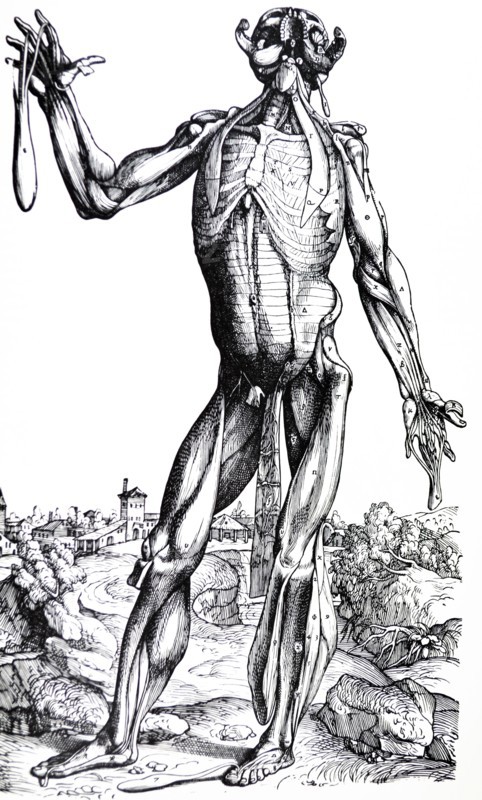 Plates from the Second Book of the De Humani Corporis Fabrica by Vesalius