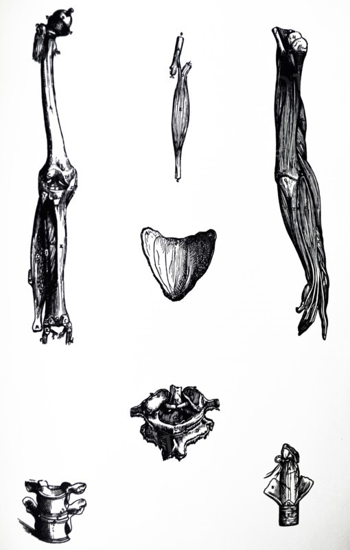 Plates from the Second Book of the De Humani Corporis Fabrica by Vesalius