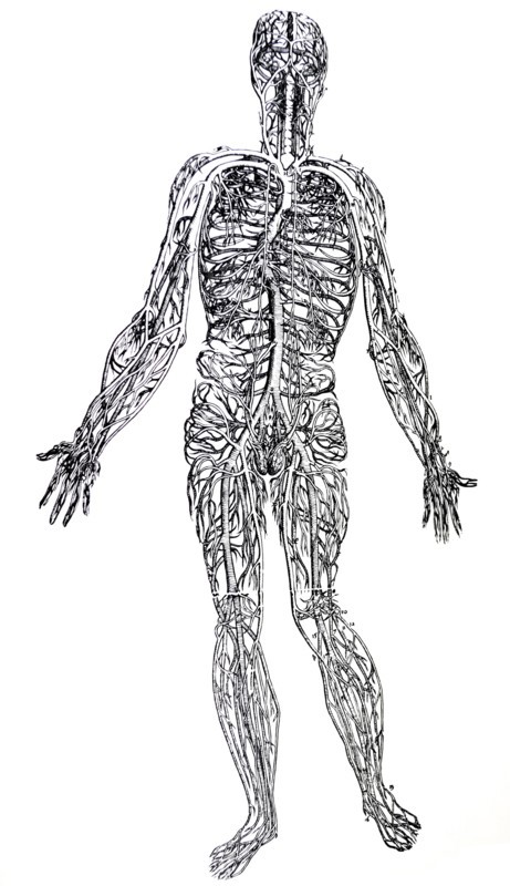 Plates from the Third Book of the De Humani Corporis Fabrica by Vesalius