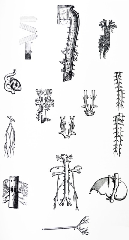 Plates from the Third Book of the De Humani Corporis Fabrica by Vesalius