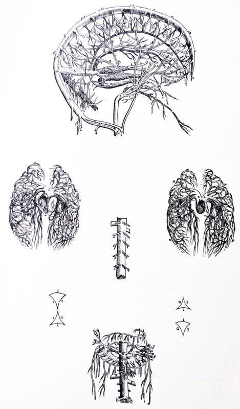 Plates from the Third Book of the De Humani Corporis Fabrica by Vesalius