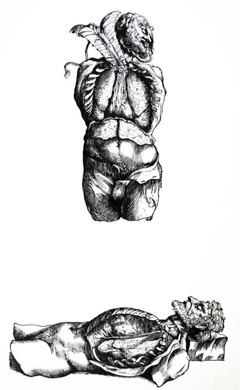 Plates from the Sixth Book of the De Humani Corporis Fabrica by Vesalius