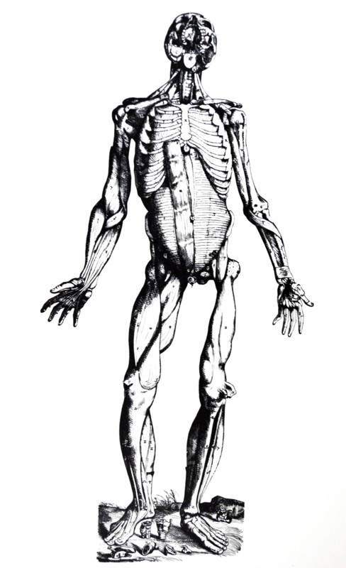 Plates from the Seventh Book of the De Humani Corporis Fabrica by Vesalius